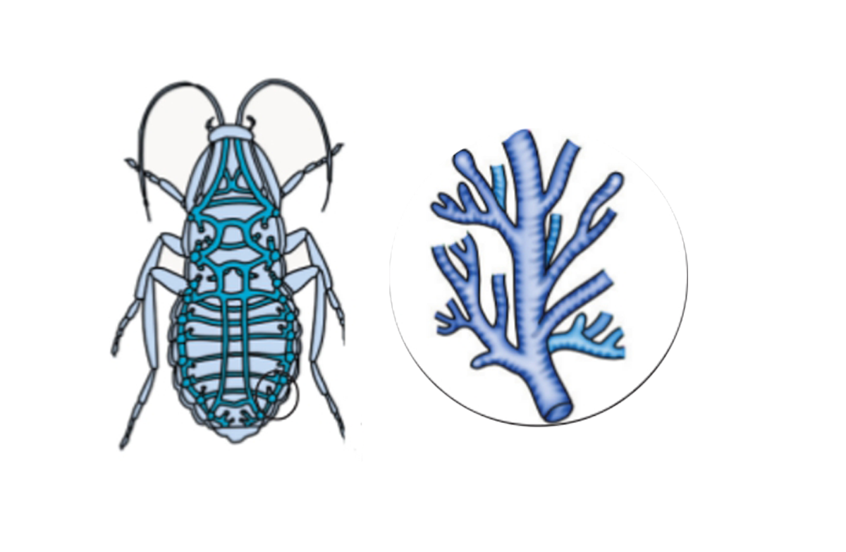 Дыхательная система насекомых рисунок