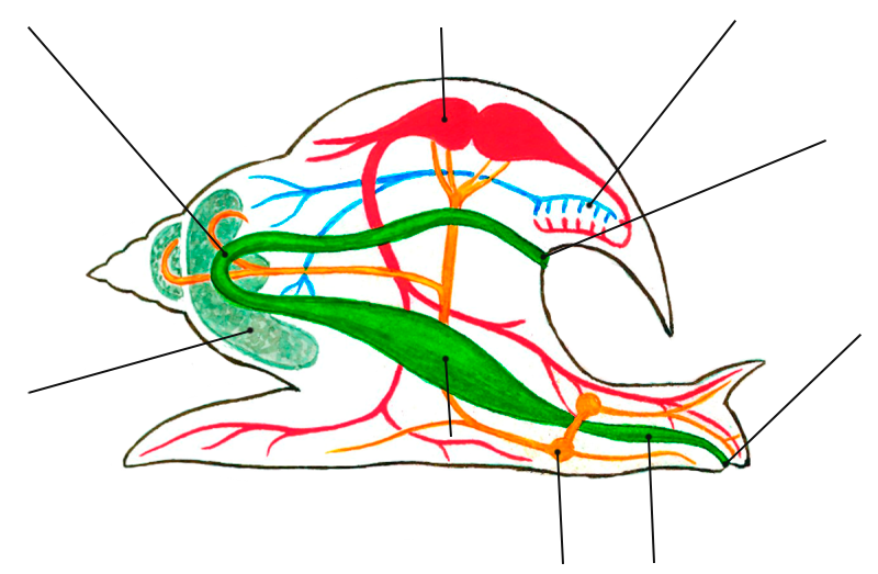 Внешнее строение брюхоногих моллюсков схема