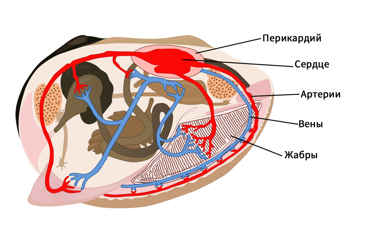 Схема строения кровеносной системы моллюсков