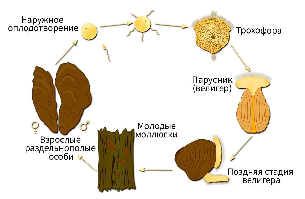 13 Образ жизни, особенности строения и многообразие двустворчатых моллюсков