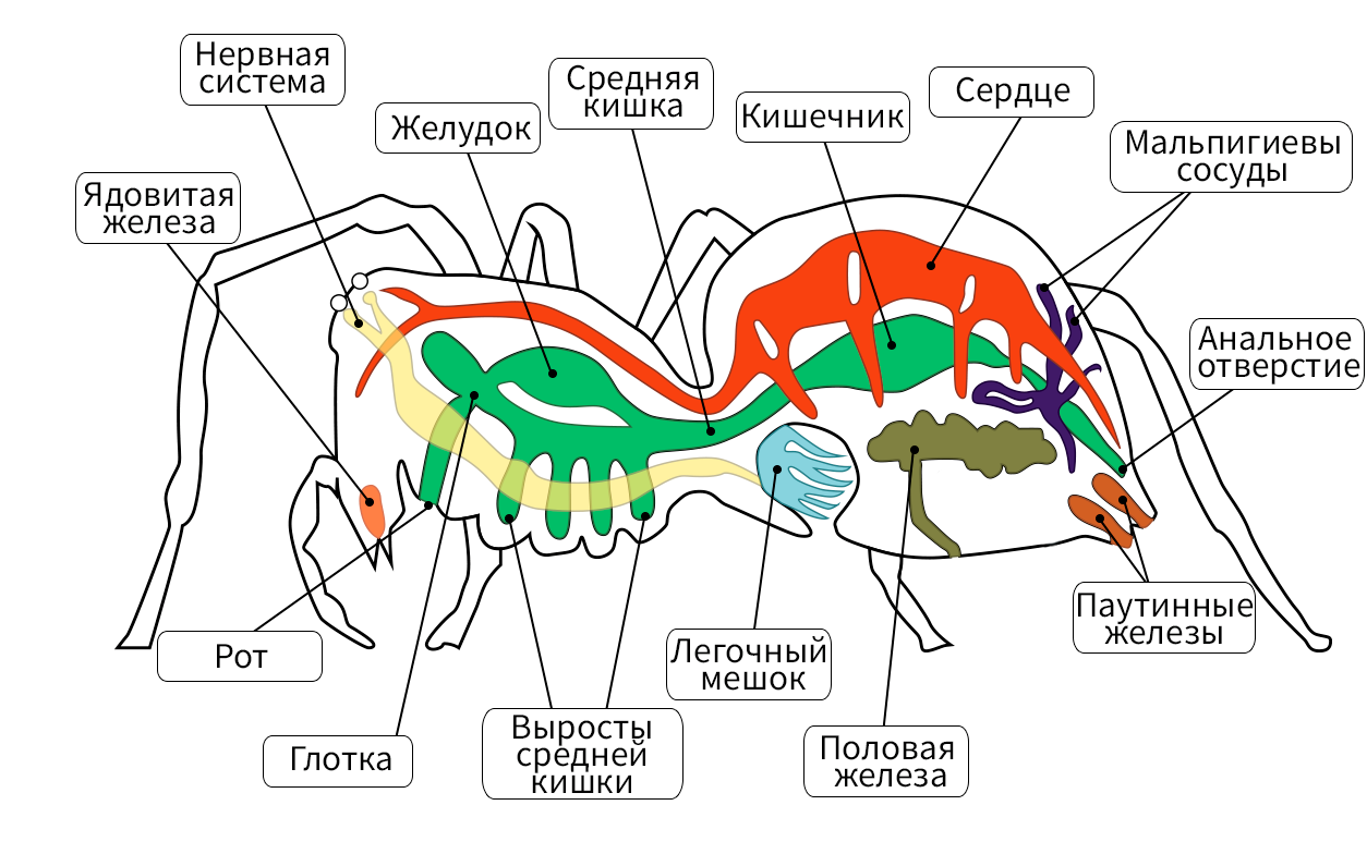 Какие признаки характерны для животного изображенного на рисунке паук