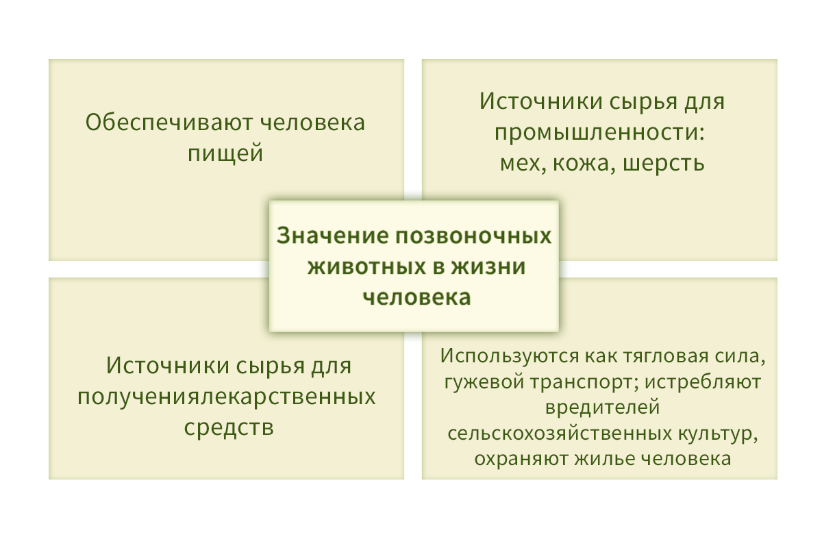 28. Хордовые животные: общие признаки строения, роль в природе и значение в  жизни человека