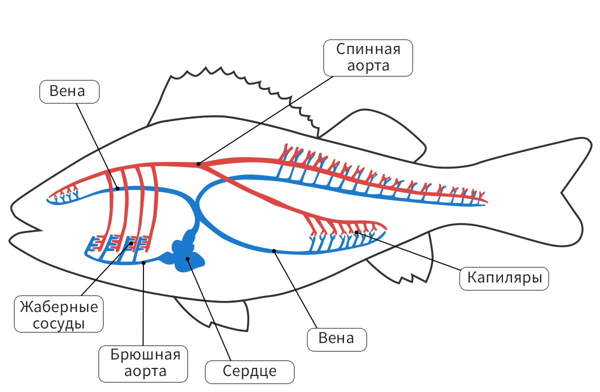 Схема дыхательная система рыб