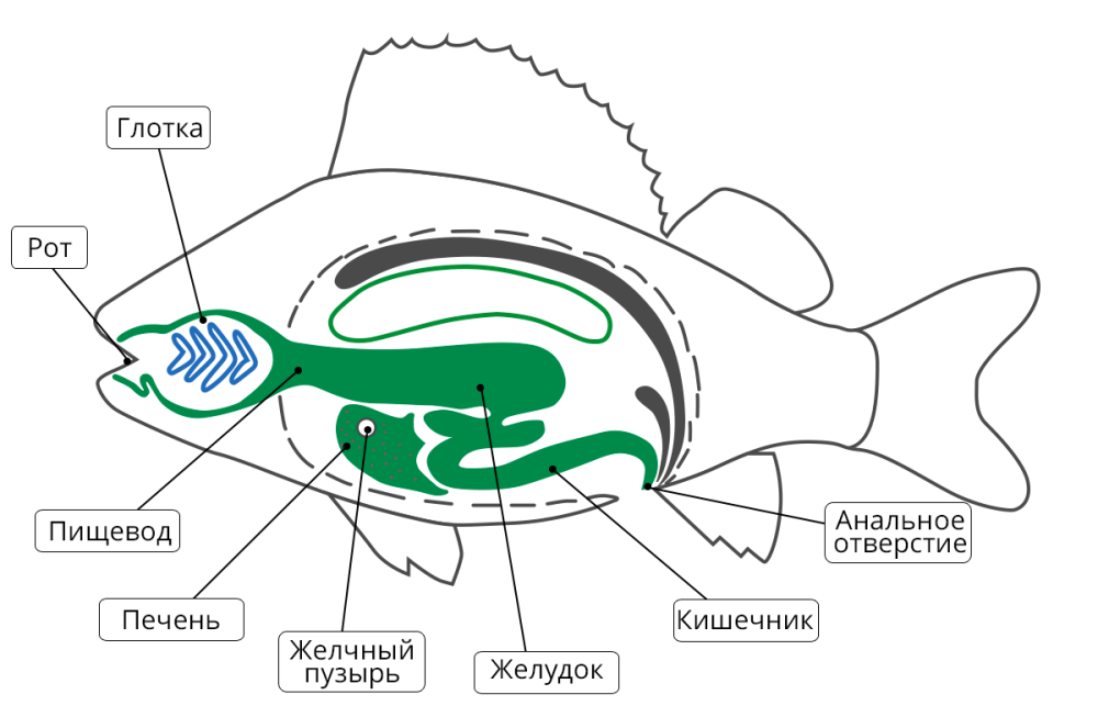 Схема строения пищеварительной системы рыб