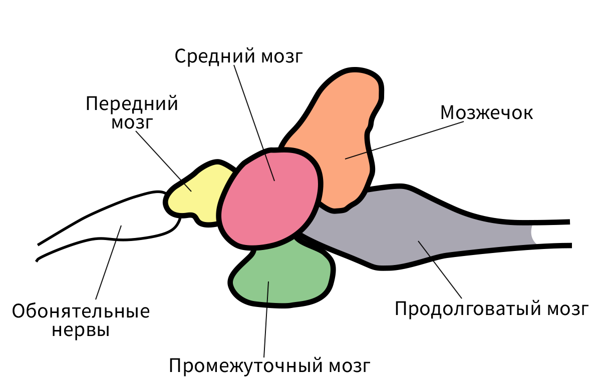       - Bio-Lessons