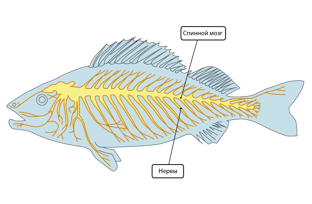 Нервная система рыб картинка