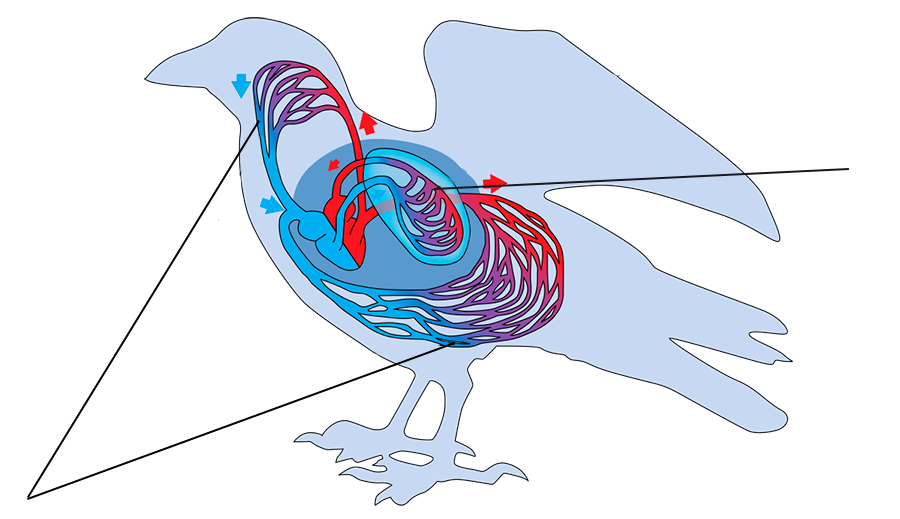 Схема строения кровеносной системы птиц