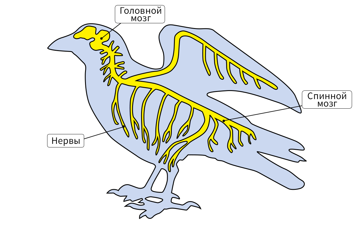 Реферат: Болезни нервной системы птиц