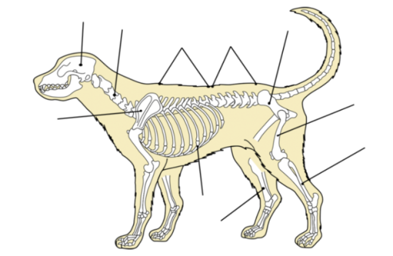 Скелет собаки рисунок биология 7 класс
