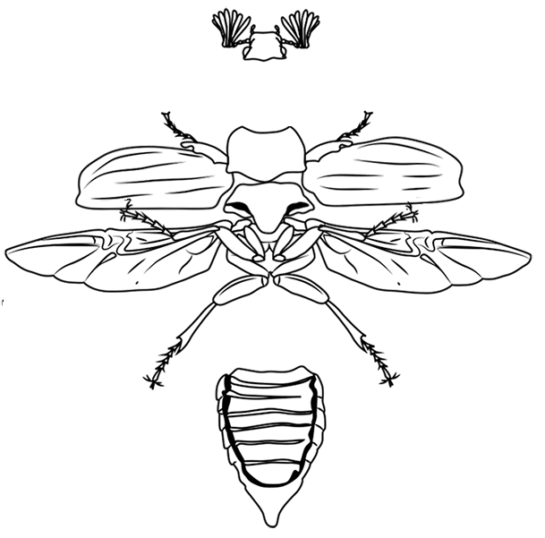 Практическая работа №2 «Внешнее строение насекомых»