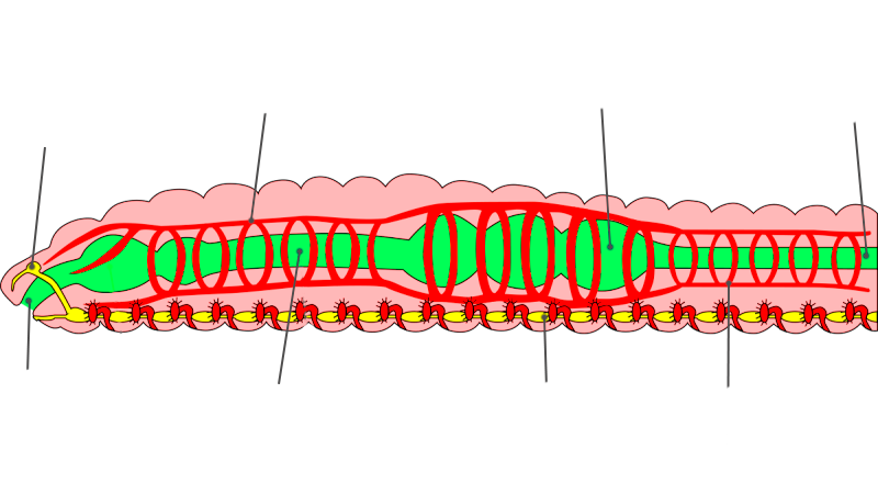 Части кольчатого червя. Кольчатые черви строение. Пищеварительная система дождевого червя. Органы пищеварительной системы дождевого червя. Кольчатые черви пищеварительная система.