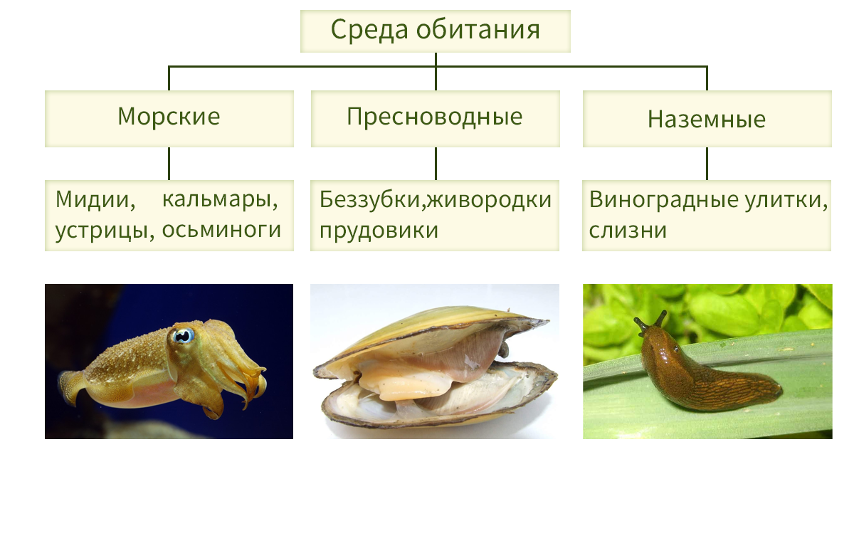 12 Образ жизни, строение, многообразие брюхоногих моллюсков