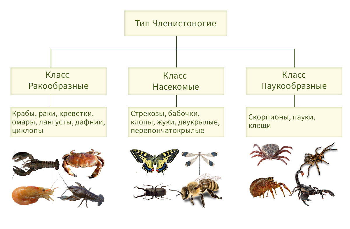 Систематическая категория членистоногих. Тип Членистоногие 7 класс биология. Классификация членистоногих схема. Тип Членистоногие ракообразные паукообразные насекомые. Членистоногие систематика таблица.