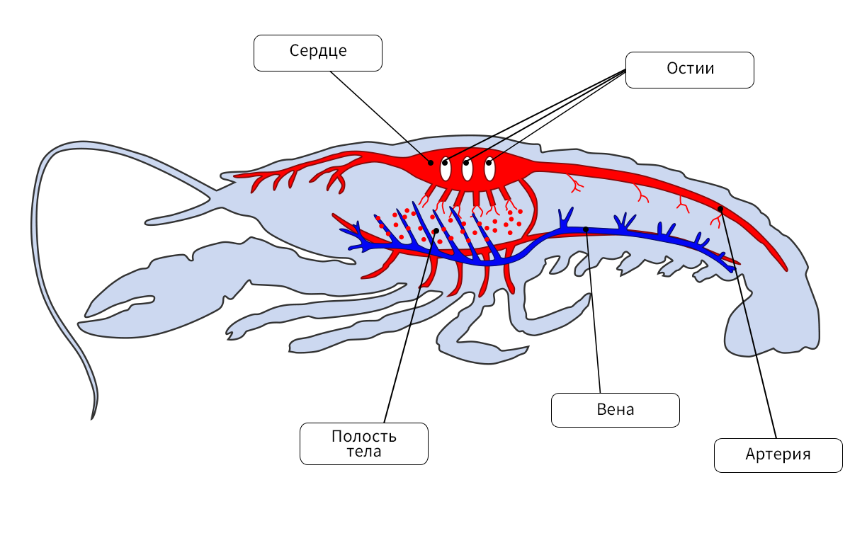 Членистоногие сердце камеры. Кровеносная система ракообразных схема. Строение кровеносной системы ракообразных. Кровеносная система членистоногих схема. Кровеносная система ракообразных 7 класс.