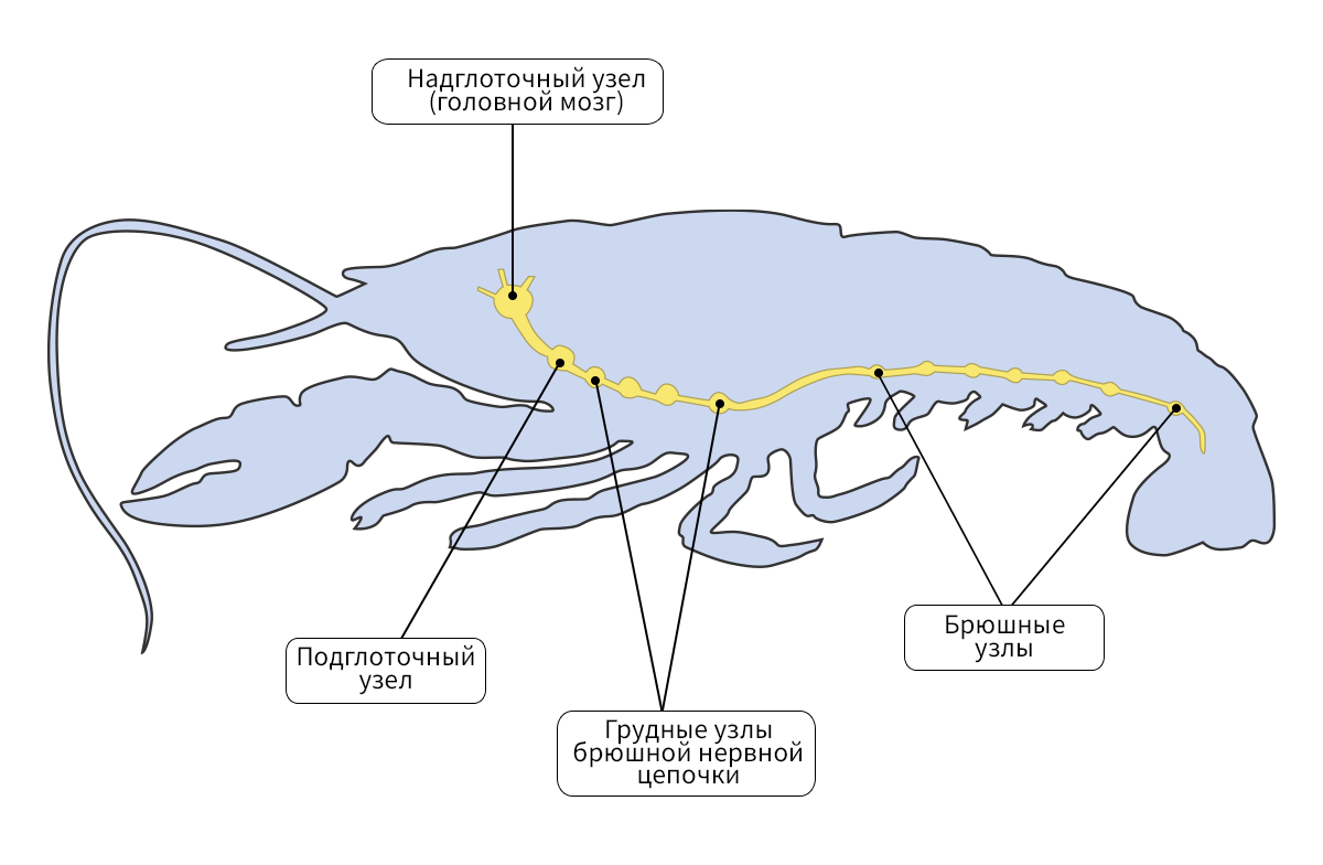 Органы пищеварительной системы ракообразных. Нервная система членистоногих ракообразные. Нервная система система ракообразных. Класс ракообразные нервная система. Пищеварительная система ракообразных 7 класс.