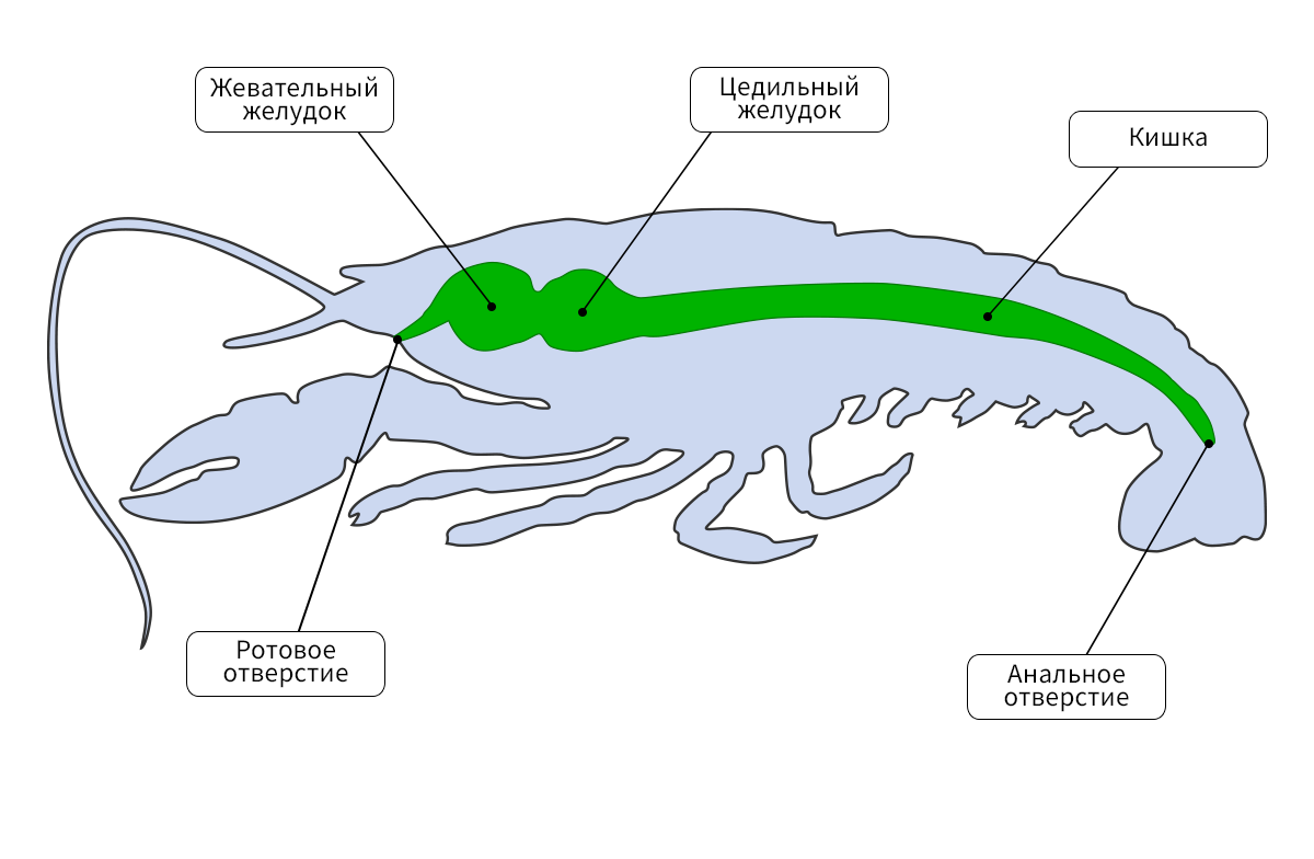Пищеварительная система зеленая железа. Пищеварительная система членистоногих 7 класс. Схема пищеварительной системы членистоногих строения. Пищеварительная система ракообразных. Пищеварительная система ракообразных 7 класс.