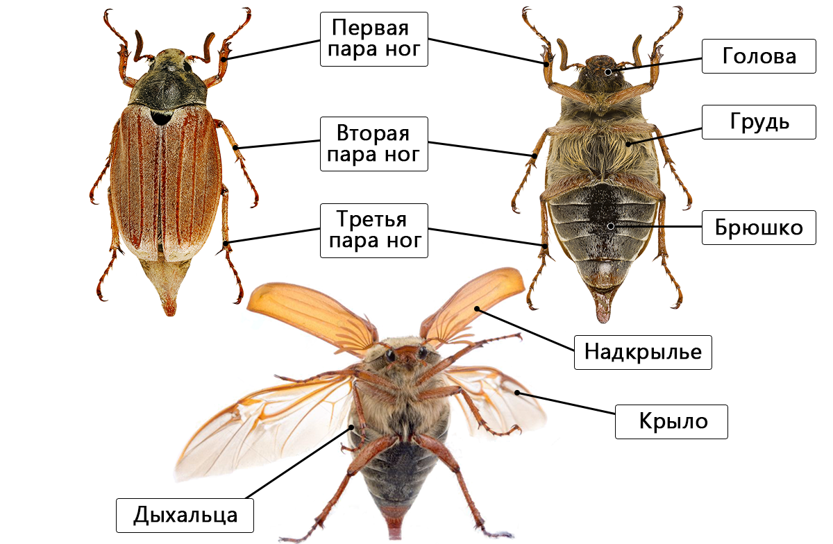 Признак майского жука. Строение насекомых Майский Жук. Майский Жук строение биология. Майский Жук строение тела внутреннее. Строение насекомых майского жука 7 класс биология.