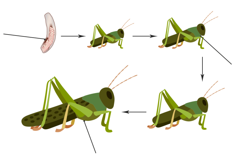 Схема превращения насекомых. Цикл развития кузнечика схема. Развитие с неполным превращением у саранчи. Жизненный цикл кузнечика. Стадии развития кузнечика схема.