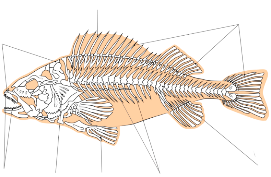 Скелет костистой рыбы окуня. Скелет речного окуня. Скелет костистой рыбы Речной окунь. Скелет речного окуня биология 7.