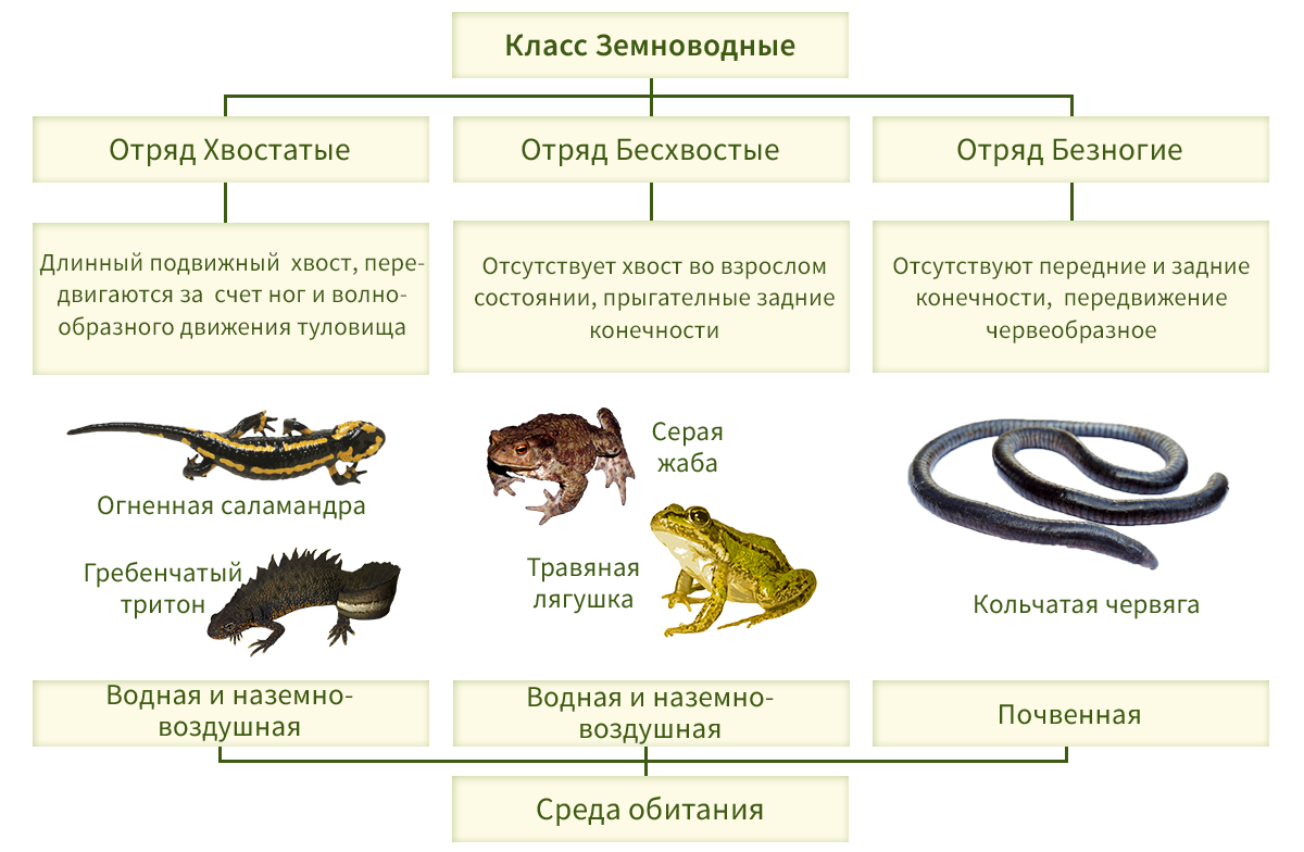 Многообразие земноводных 7 класс таблица. Таблица по биологии 7 класс по теме класс земноводные или амфибии. Общая характеристика земноводных,или амфибий 7 класс биология. Таблица отряд земноводных особенности представители. Биология 7 класс класс земноводные или амфибии общая характеристика.