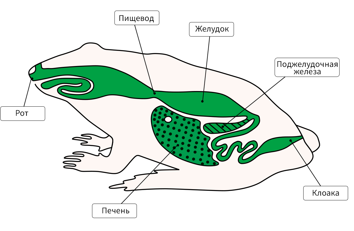 Класс земноводные пищеварительная система кратко. Строение пищеварительной системы амфибий. Пищеварительная система амфибий схема. Схема строения пищеварительной системы земноводных. Строение органов пищеварения лягушки.