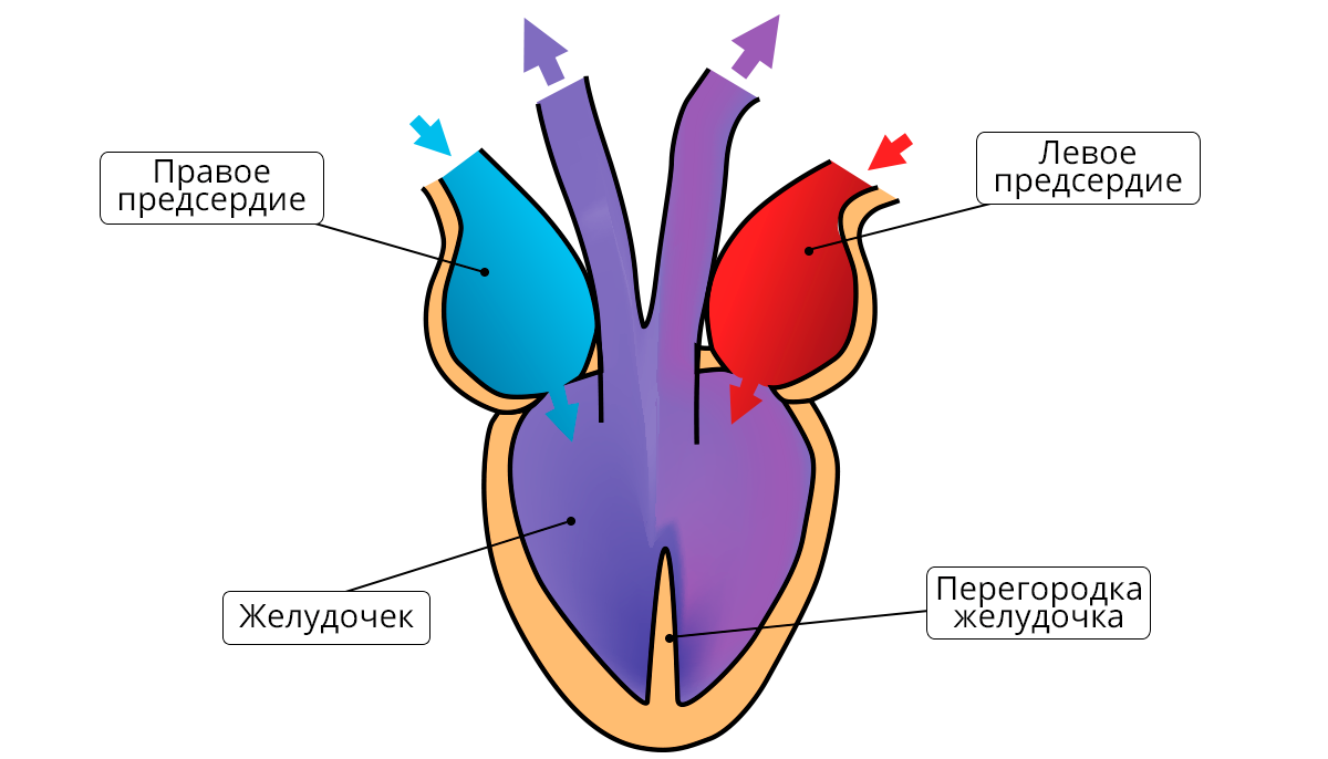 Схема строения сердца пресмыкающихся. Схема строения сердца рептилий. Строение сердца пресмыкающегося рисунок. Сердце земноводных схема.