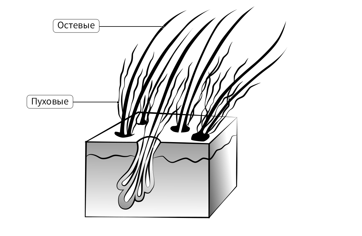 Чем отличается шерсть от волос. Остевые и пуховые волосы млекопитающих. Строение шерсти. Остевые волосы и подшерсток. Строение волоса собаки.