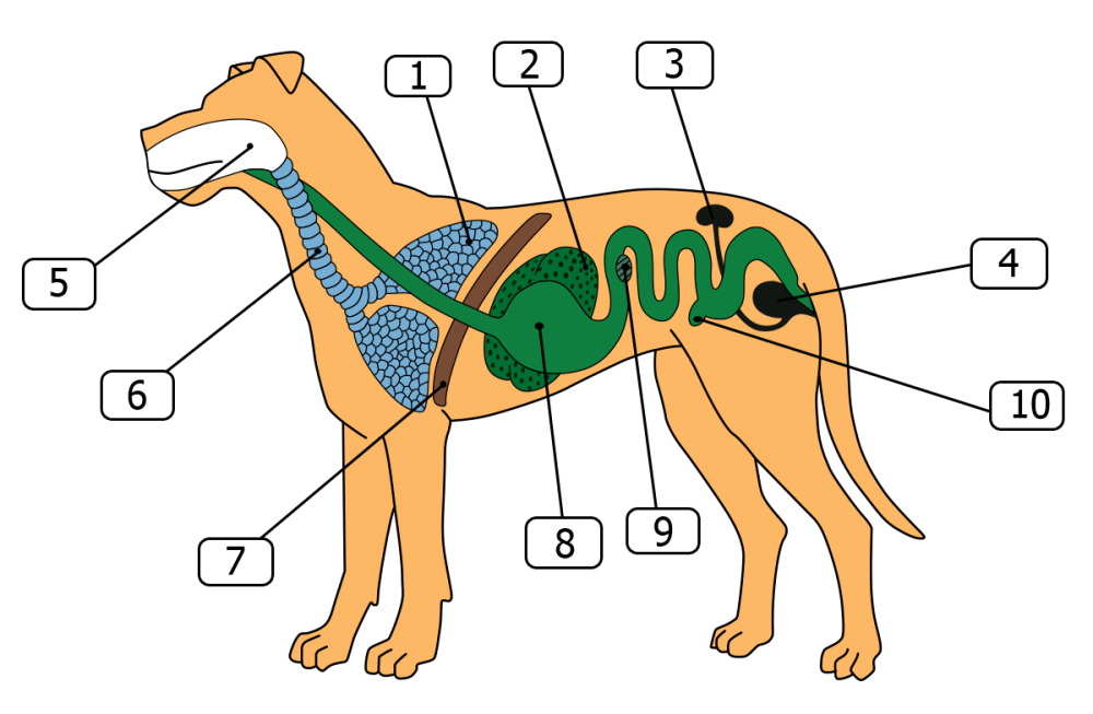 Структура животного. Пищеварительная дыхательная и выделительная системы собаки. Внутренне строение органов собаки. Строение пищеварительной системы собаки схема. Пищеварительная система млекопитающих 7 класс биология.