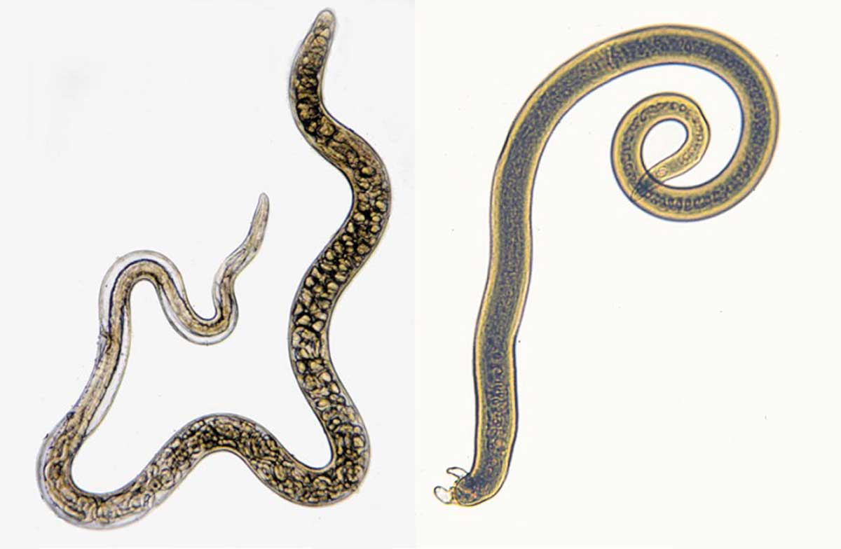1 трихинеллез. Трихинелла спиральная - Trichinella spiralis. Трихинелла половозрелая особь. Трихинелла Спиралис личинки
