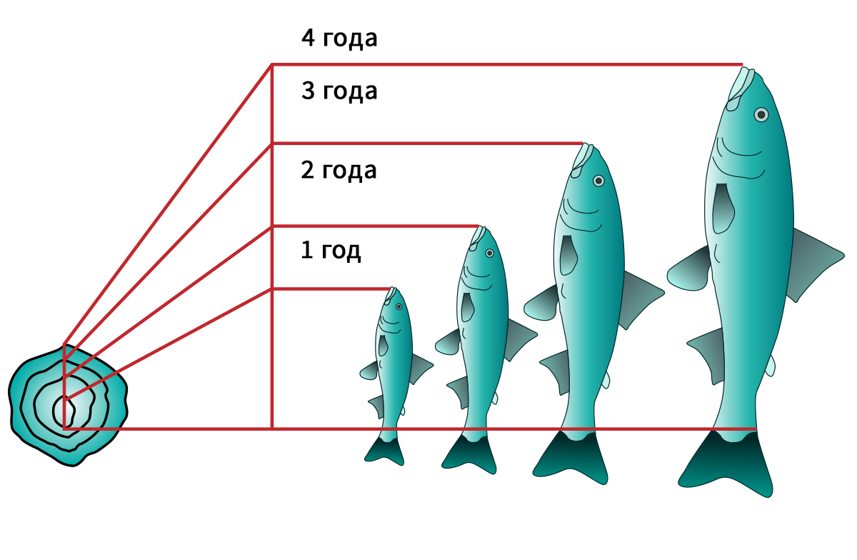 От размеров рыбы зависит. Возраст рыбы. Возраст рыбы определяется по. Определить Возраст рыбы. Чешуя рыбы Возраст.